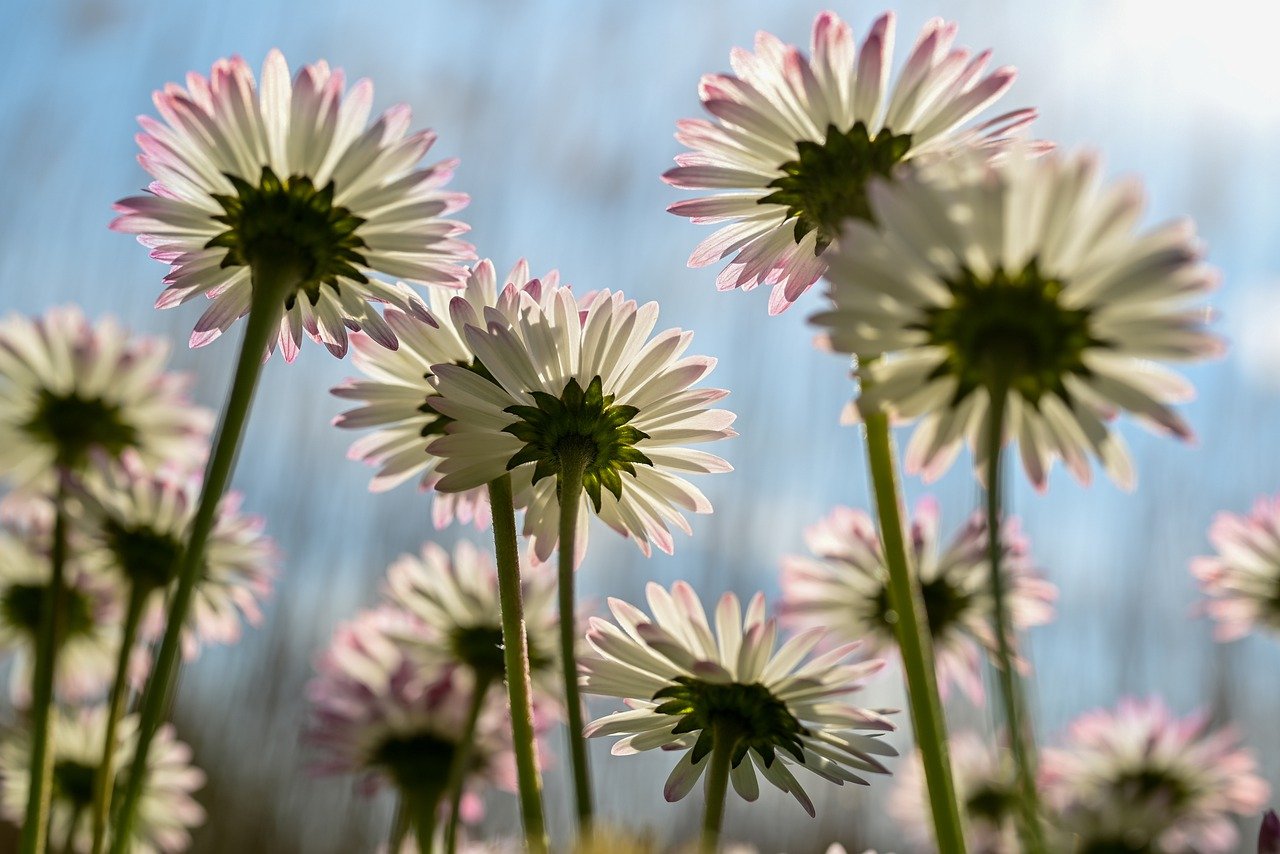 flowers, daisy, petals-7945521.jpg