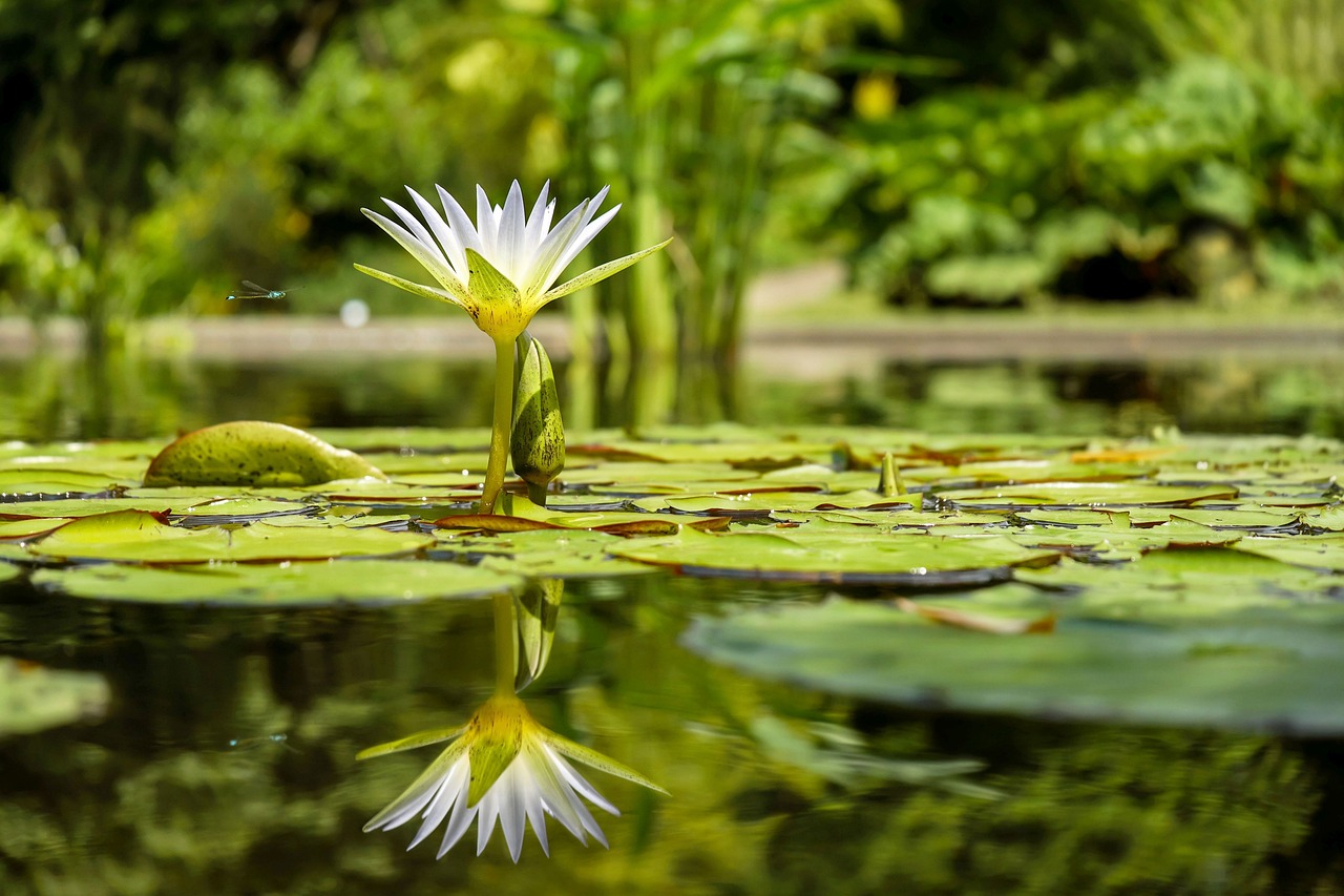 beautiful flowers, flower background, flower wallpaper-1857350.jpg
