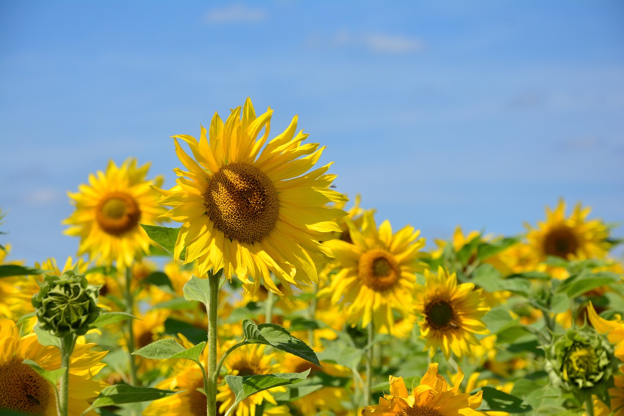 beautiful flowers, flower background, flower wallpaper-2606148.jpg