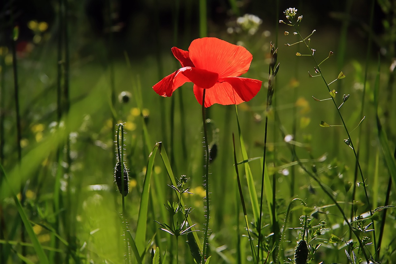 beautiful flowers, flower background, flower wallpaper-3137588.jpg