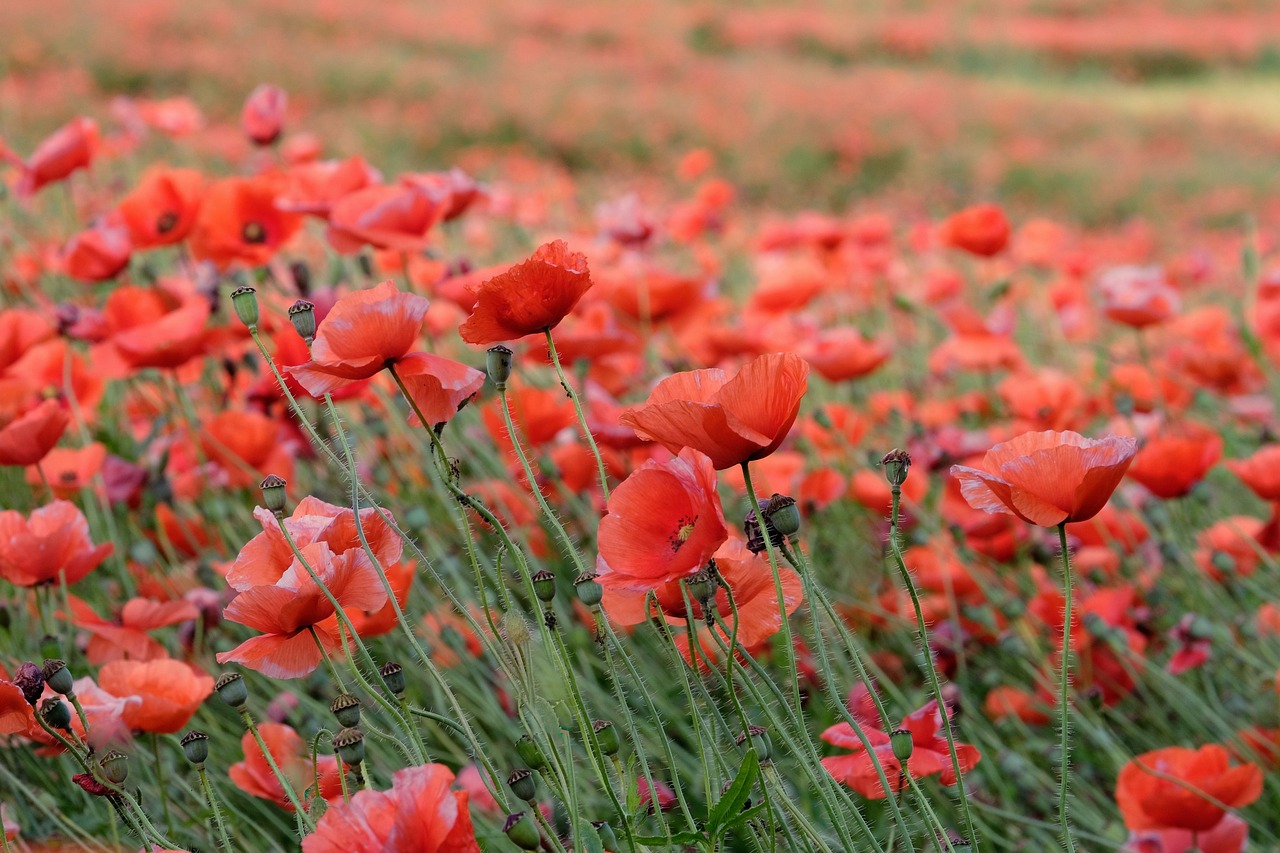 beautiful flowers, flower background, flower wallpaper-6464177.jpg
