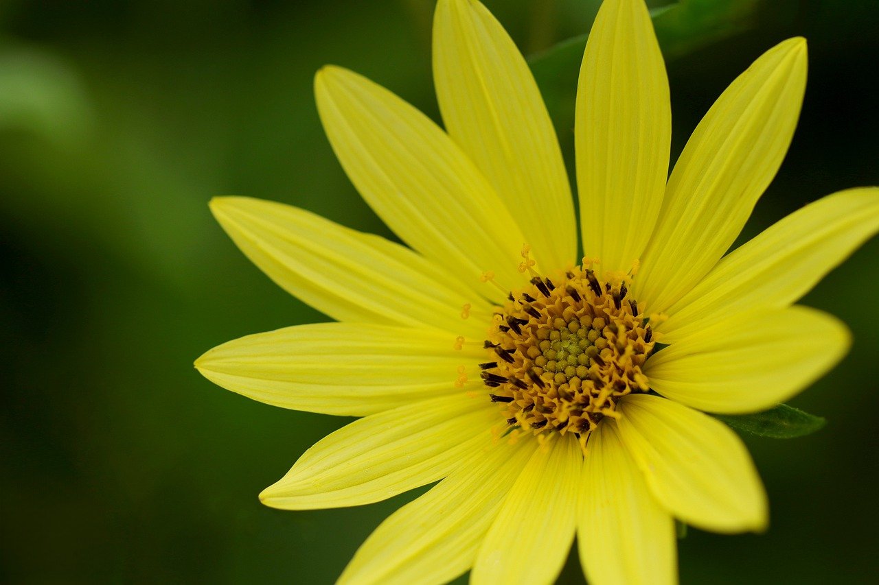 flower, flower background, yellow flower-9113231.jpg