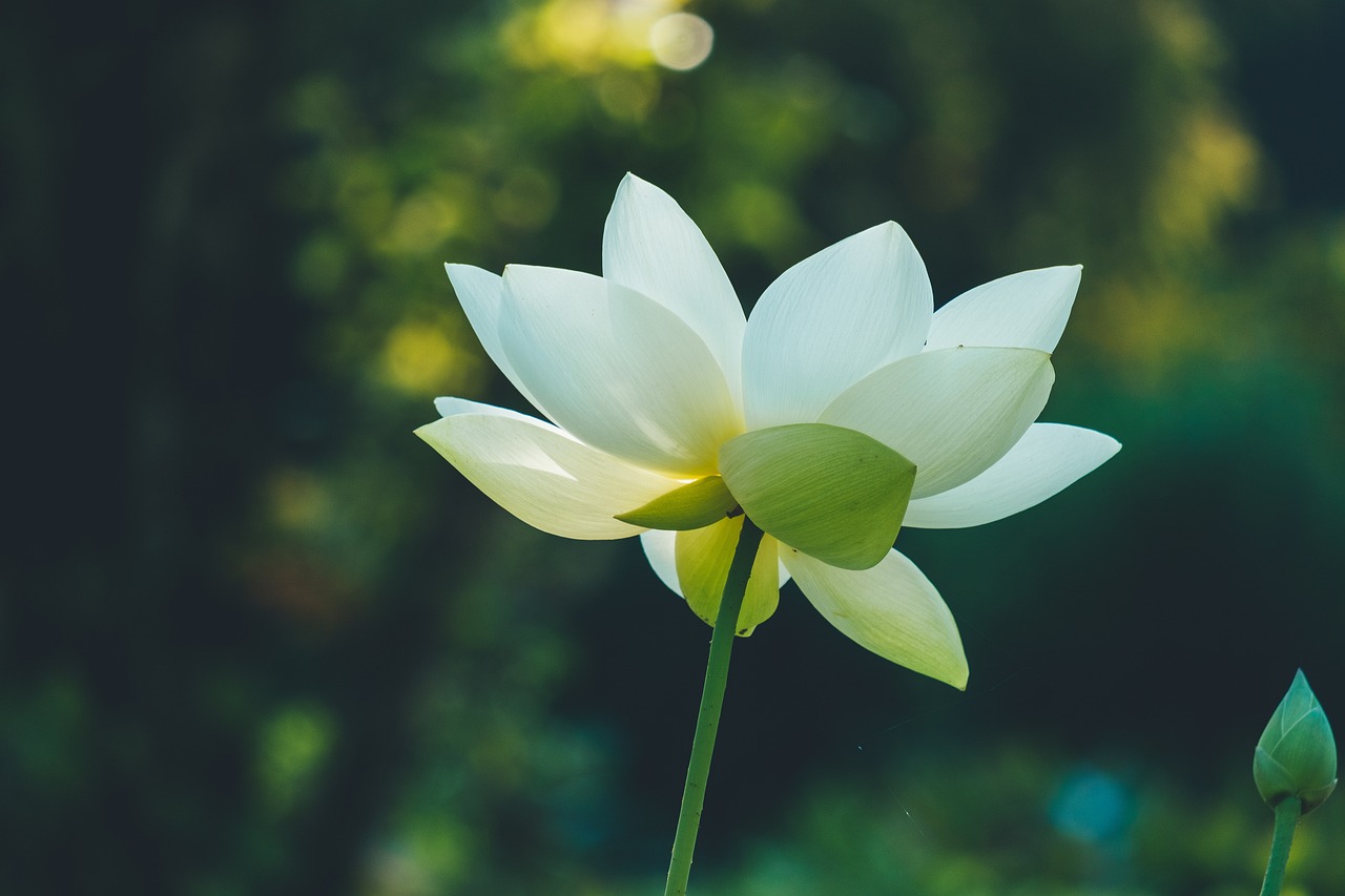 lotus flower, flower wallpaper, white-4719951.jpg