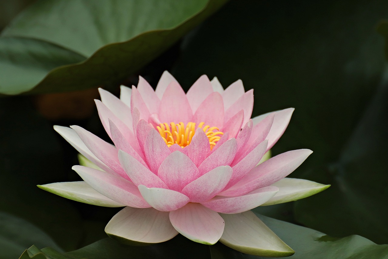 water lily, lotus, pink lotus-7480258.jpg